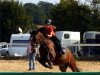 dressage horse Snippeling Boy (New Forest Pony, 1997, from Aladin)