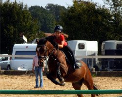 dressage horse Snippeling Boy (New Forest Pony, 1997, from Aladin)