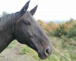 broodmare Mira (Westphalian, 1996, from Mon Chèri)