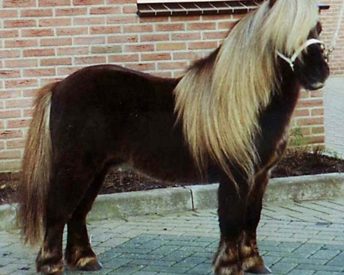 stallion Vulcan of Netherhouse (Shetland pony (under 87 cm), 1985, from Glester of Musselbrough)