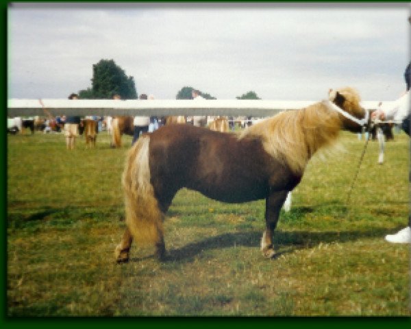 Zuchtstute Ruby of Netherhouse (Shetland Pony (unter 87 cm), 1981, von Glester of Musselbrough)