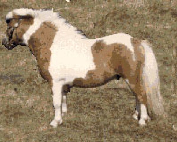 stallion Seva Tobermory (Shetland pony (under 87 cm), 1987, from Corn)