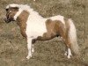 Deckhengst Seva Tobermory (Shetland Pony (unter 87 cm), 1987, von Corn)