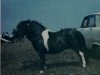 Deckhengst Seva Alpha (Shetland Pony, 1968, von Middlethird Ranger)