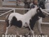 broodmare Seva Isabel (Shetland pony (under 87 cm), 1976, from Seva Alpha)