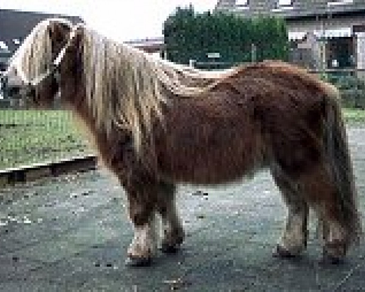 stallion Vorden Buddleia (Shetland pony (under 87 cm), 1982, from Hugo of Longacre)