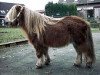 Deckhengst Vorden Buddleia (Shetland Pony (unter 87 cm), 1982, von Hugo of Longacre)