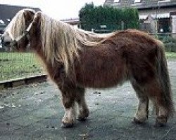 stallion Vorden Buddleia (Shetland pony (under 87 cm), 1982, from Hugo of Longacre)