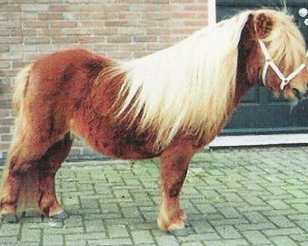 stallion Fairy Goldsmith (Shetland pony (under 87 cm), 1982, from Claret)