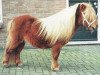 stallion Fairy Goldsmith (Shetland pony (under 87 cm), 1982, from Claret)