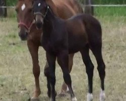 dressage horse Hengst von Quadroneur (German Sport Horse, 2011, from Quadroneur)