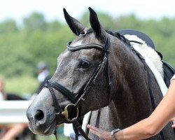 dressage horse Silver Blue (Hanoverian, 2009, from Showdown)