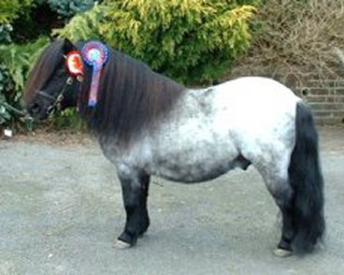 stallion Kerswell Morello (Shetland pony (under 87 cm), 1999, from New Park Chieftain)