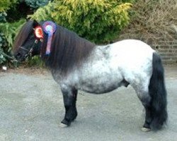 stallion Kerswell Morello (Shetland pony (under 87 cm), 1999, from New Park Chieftain)