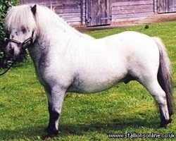 Deckhengst Kerswell Tempest (Shetland Pony (unter 87 cm), 1994, von Kerswell Nijinsky)