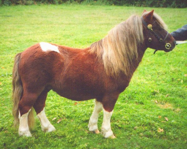 Deckhengst Tawna Cousin Jack (Shetland Pony, 1996, von Kerswell Musketeer)