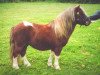 Deckhengst Tawna Cousin Jack (Shetland Pony, 1996, von Kerswell Musketeer)
