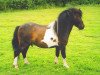 Deckhengst Tawna Trooper (Shetland Pony (unter 87 cm), 2000, von Kerswell Musketeer)