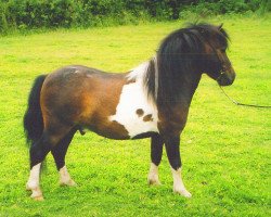 stallion Tawna Trooper (Shetland pony (under 87 cm), 2000, from Kerswell Musketeer)