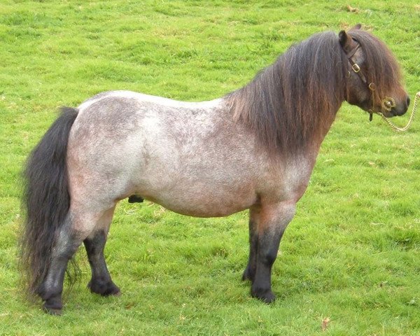 stallion Kerswell Russet (Shetland pony (under 87 cm), 2001, from New Park Chieftain)