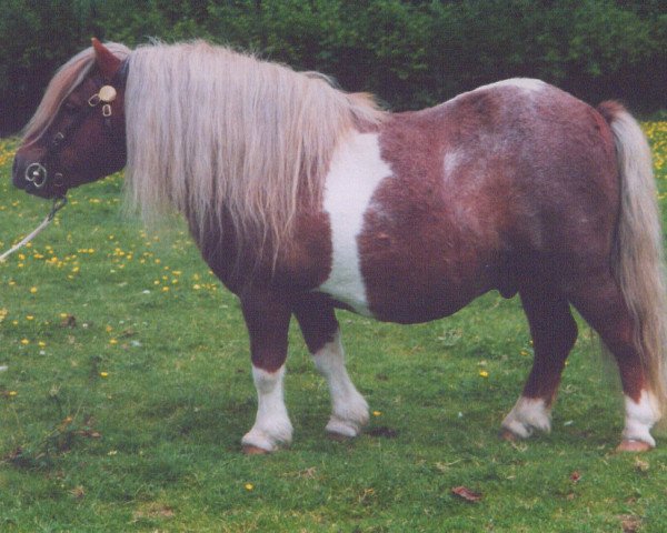 stallion Tawna Sherbert (Shetland pony (under 87 cm), 1989, from Birling Induna)