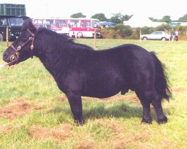 Deckhengst Kerswell Nimbus (Shetland Pony (unter 87 cm), 1977, von Ron of North Wells)