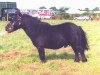 stallion Kerswell Nimbus (Shetland pony (under 87 cm), 1977, from Ron of North Wells)