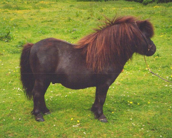 stallion Hippominimus Care Bear 3874 (Shetland pony (under 87 cm), 1986, from Hippominimus Huggy Bear 3333)