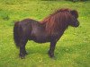 stallion Hippominimus Care Bear 3874 (Shetland pony (under 87 cm), 1986, from Hippominimus Huggy Bear 3333)