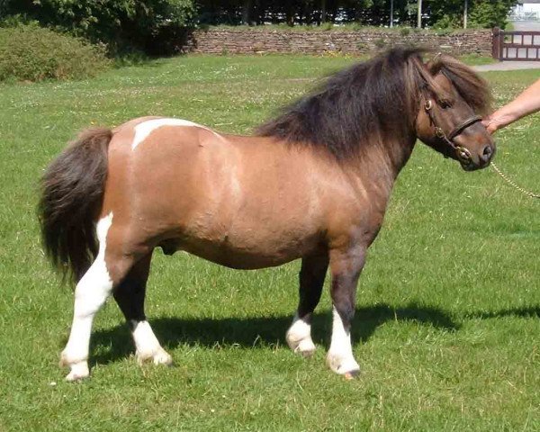 Deckhengst Kerswell Nutcracker (Shetland Pony (unter 87 cm), 2001, von Vorden Picea)