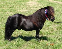 stallion Kerswell Magnet (Shetland pony (under 87 cm), 1994, from New Park Chieftain)