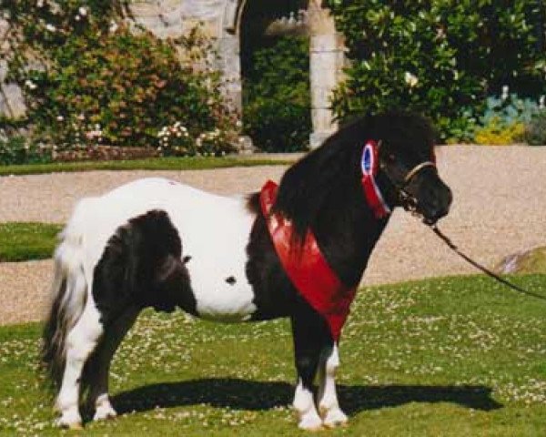 stallion Kerswell Minnow (Shetland pony (under 87 cm), 1987, from Kerswell Benjamin)