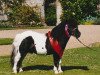 Deckhengst Kerswell Minnow (Shetland Pony (unter 87 cm), 1987, von Kerswell Benjamin)