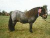 Deckhengst Kerswell Kestrel (Shetland Pony (unter 87 cm), 1987, von New Park Chieftain)