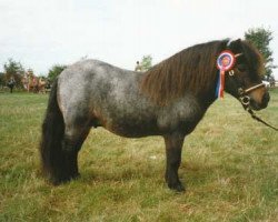 stallion Kerswell Kestrel (Shetland pony (under 87 cm), 1987, from New Park Chieftain)