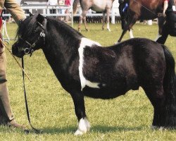 stallion Halstock X-Factor (Shetland pony (under 87 cm), 2006, from Kerswell Dolphin)