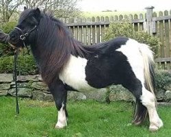 stallion Ulverscroft Tot Campari (Shetland pony (under 87 cm), 1992, from Handfu of Berry)