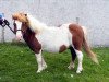 Deckhengst Thule of Stoorigarth (Shetland Pony (unter 87 cm), 1989, von Hope of Housabister)