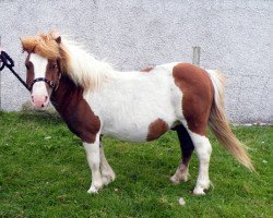 stallion Thule of Stoorigarth (Shetland pony (under 87 cm), 1989, from Hope of Housabister)