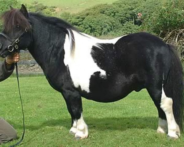 Deckhengst Gardie Lance (Shetland Pony (unter 87 cm), 1992, von Thule of Stoorigarth)