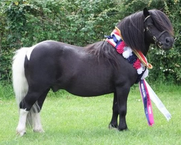 stallion Halstock Velvet Fox (Shetland pony (under 87 cm), 2002, from Gardie Lance)