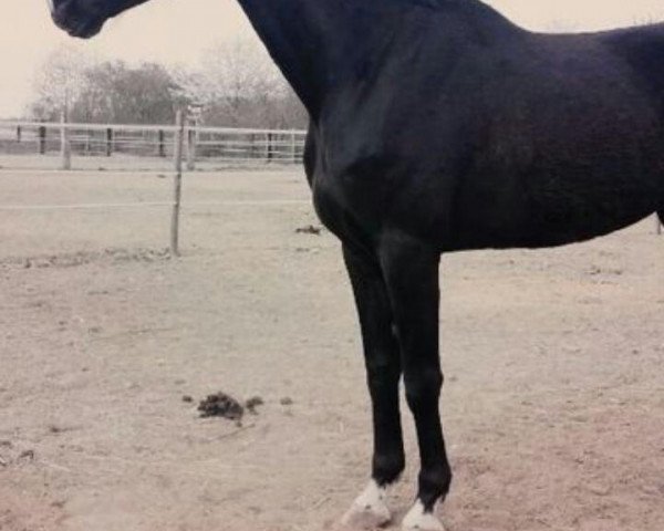 dressage horse Karbonero (Thoroughbred, 2009)