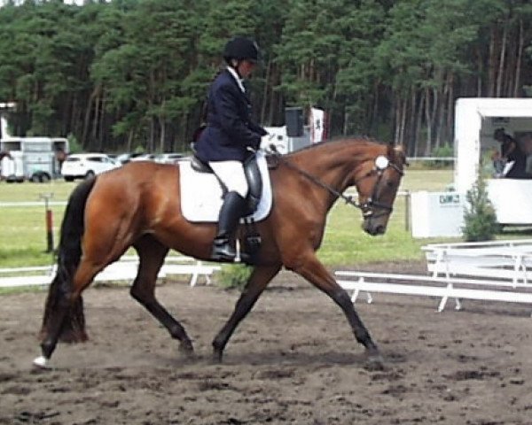 broodmare Desert Pretty (German Sport Horse, 2009, from Danone 4)