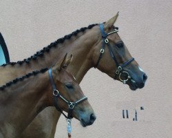 broodmare Pretty Thing (Trakehner, 2005, from Alantas xx)