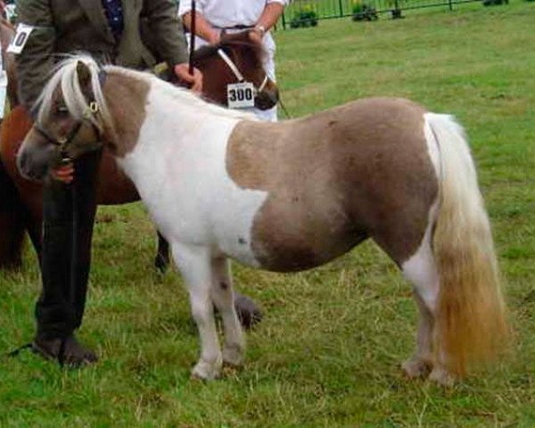 Zuchtstute Llathony Pearl (Shetland Pony (unter 87 cm), 1999)