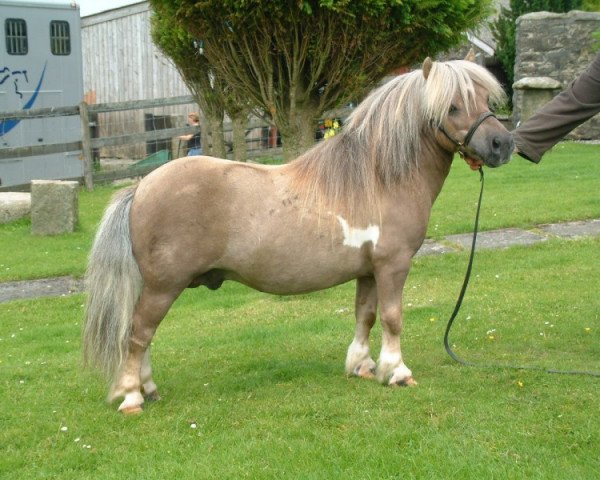 stallion Twyfords Pepsi (Shetland pony (under 87 cm), 2001, from Athelney Pale Magic)