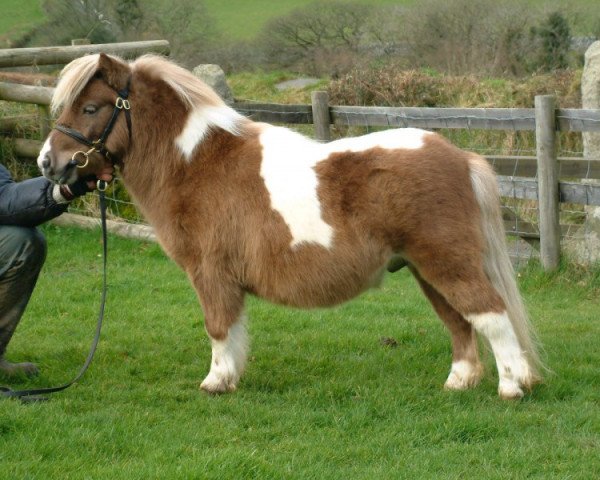 Deckhengst Halstock Pepsi Max (Shetland Pony (unter 87 cm), 2006, von Twyfords Pepsi)