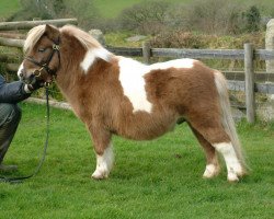 Deckhengst Halstock Pepsi Max (Shetland Pony (unter 87 cm), 2006, von Twyfords Pepsi)