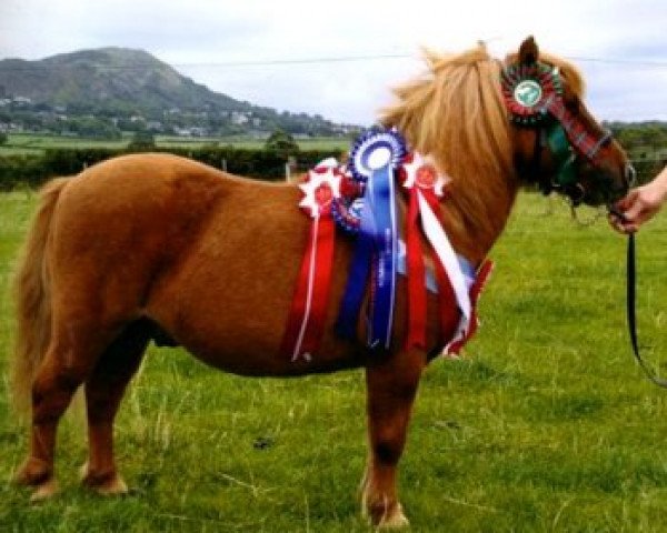 Deckhengst Kerswell Mandarin (Shetland Pony (unter 87 cm),  , von Vorden Picea)