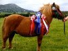 Deckhengst Kerswell Mandarin (Shetland Pony (unter 87 cm),  , von Vorden Picea)